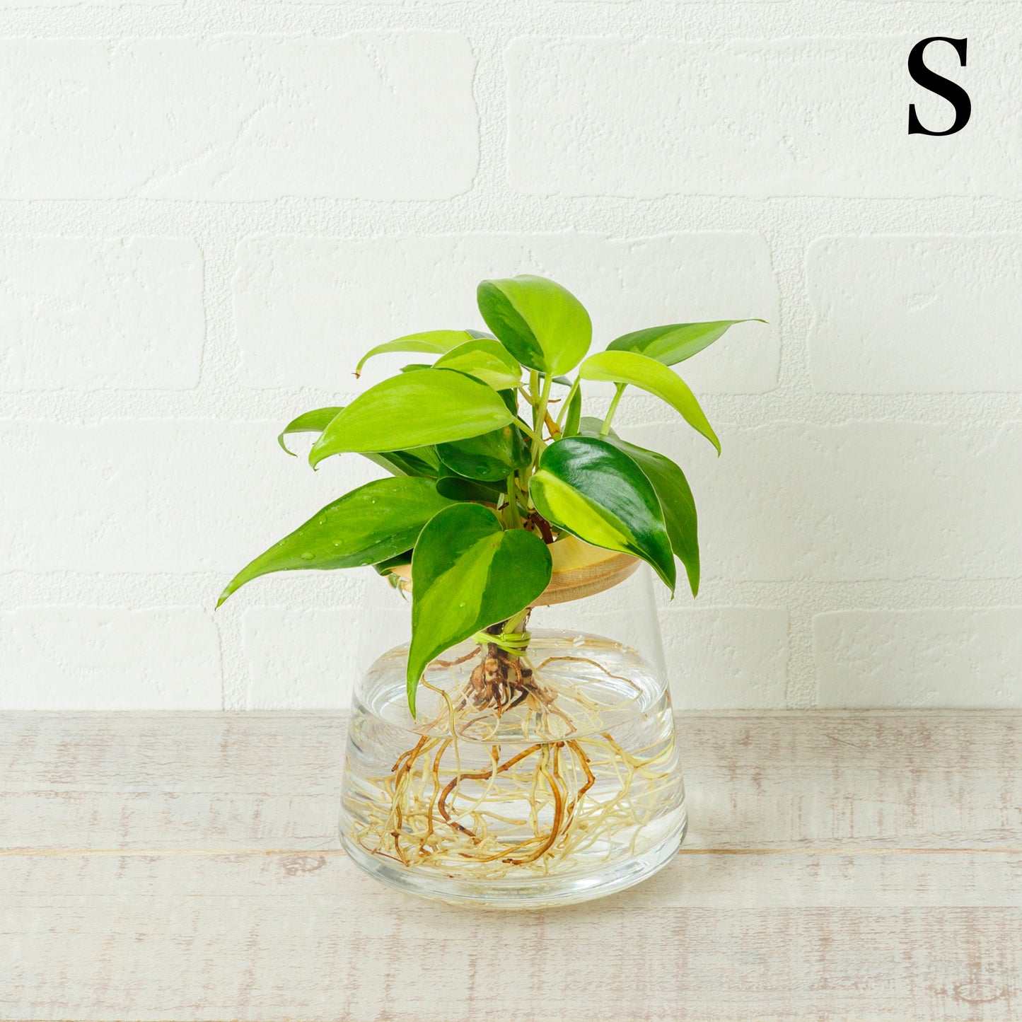 オキシカルディウム ブラジル