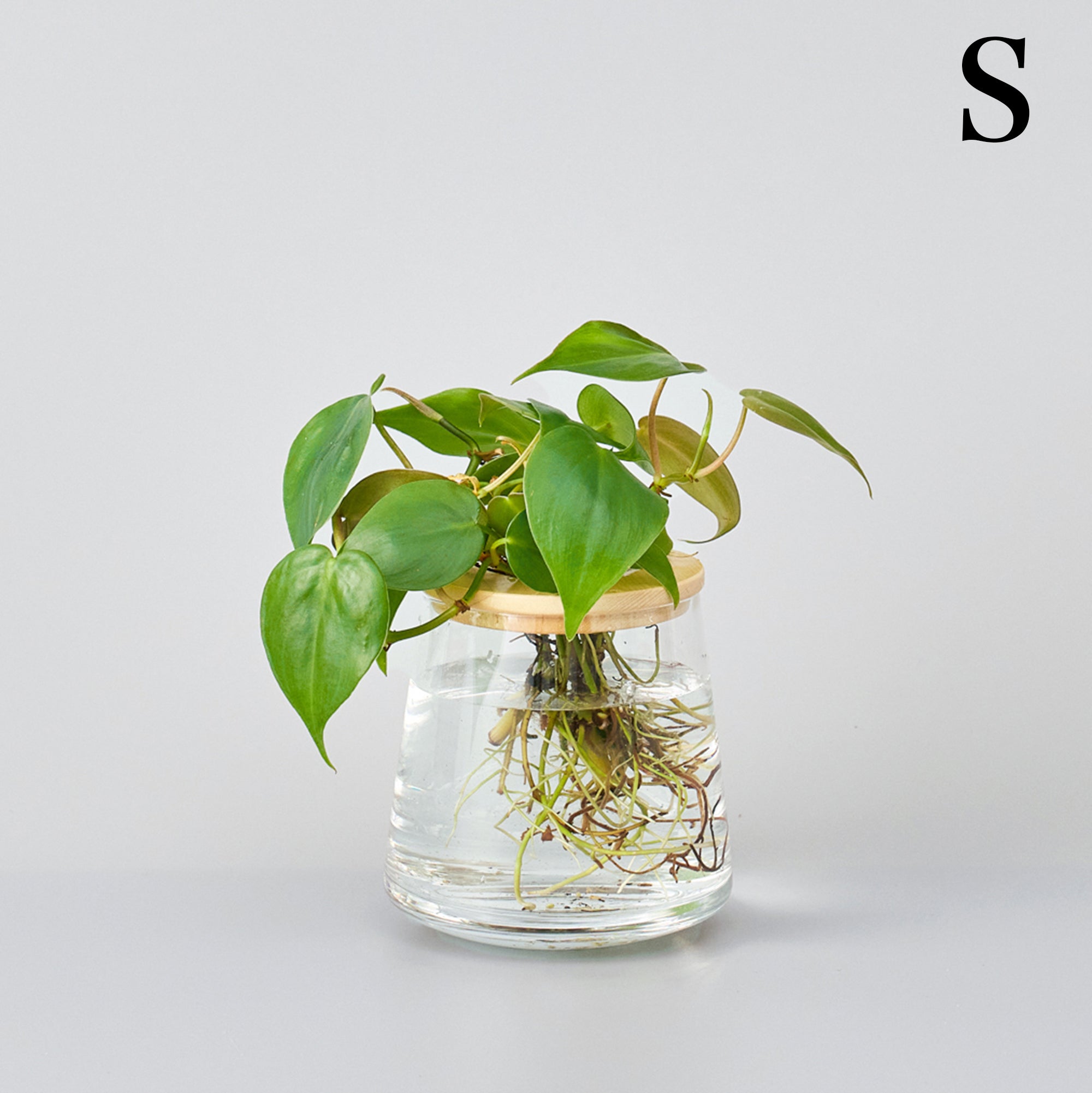 オキシカルディウム｜水耕栽培の観葉植物 – WOOTANG