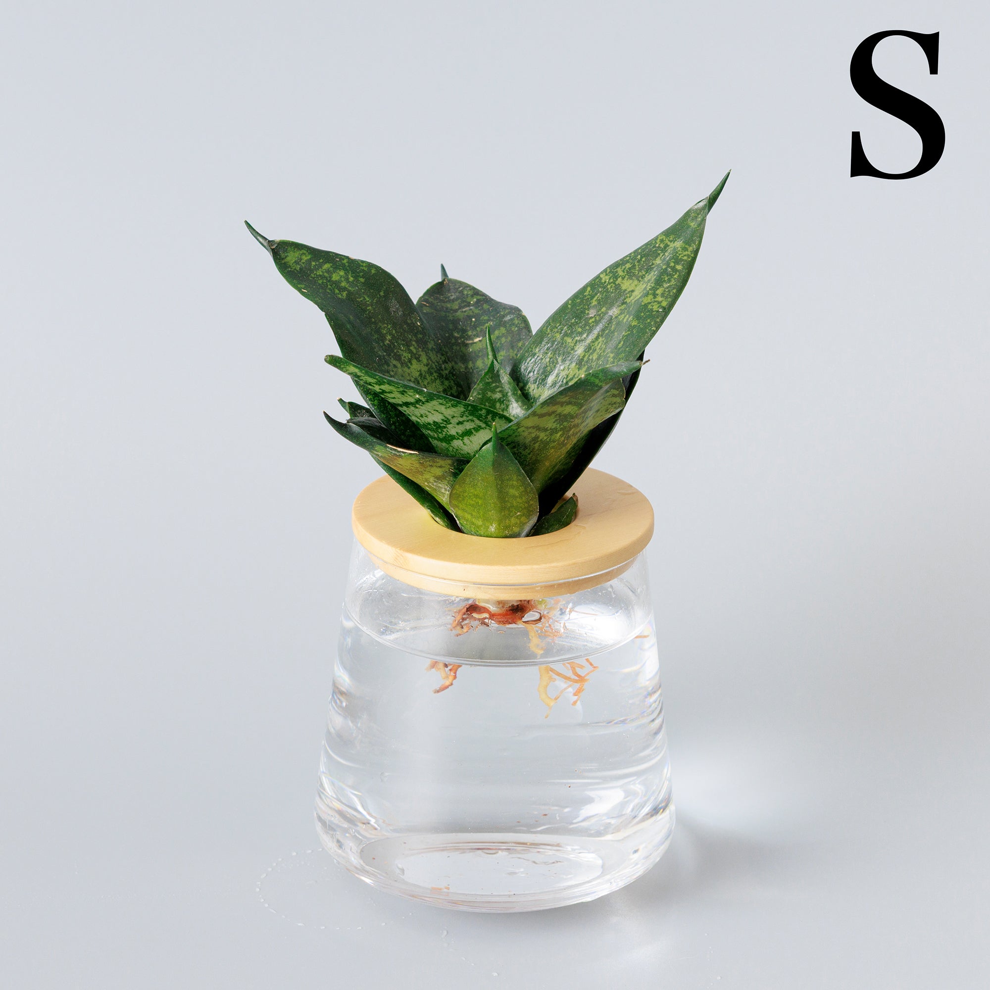 サンスベリア ゼラニカ｜水耕栽培の観葉植物 – WOOTANG 水耕栽培の観葉植物