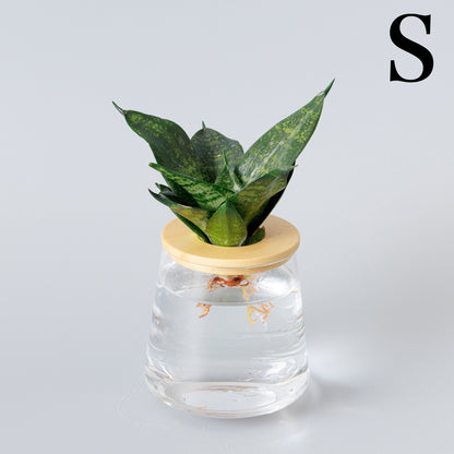 サンスベリアゼラニカ 水耕栽培