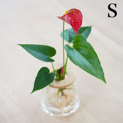 アンスリウムの水耕栽培