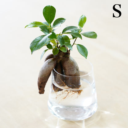 ガジュマルの水耕栽培