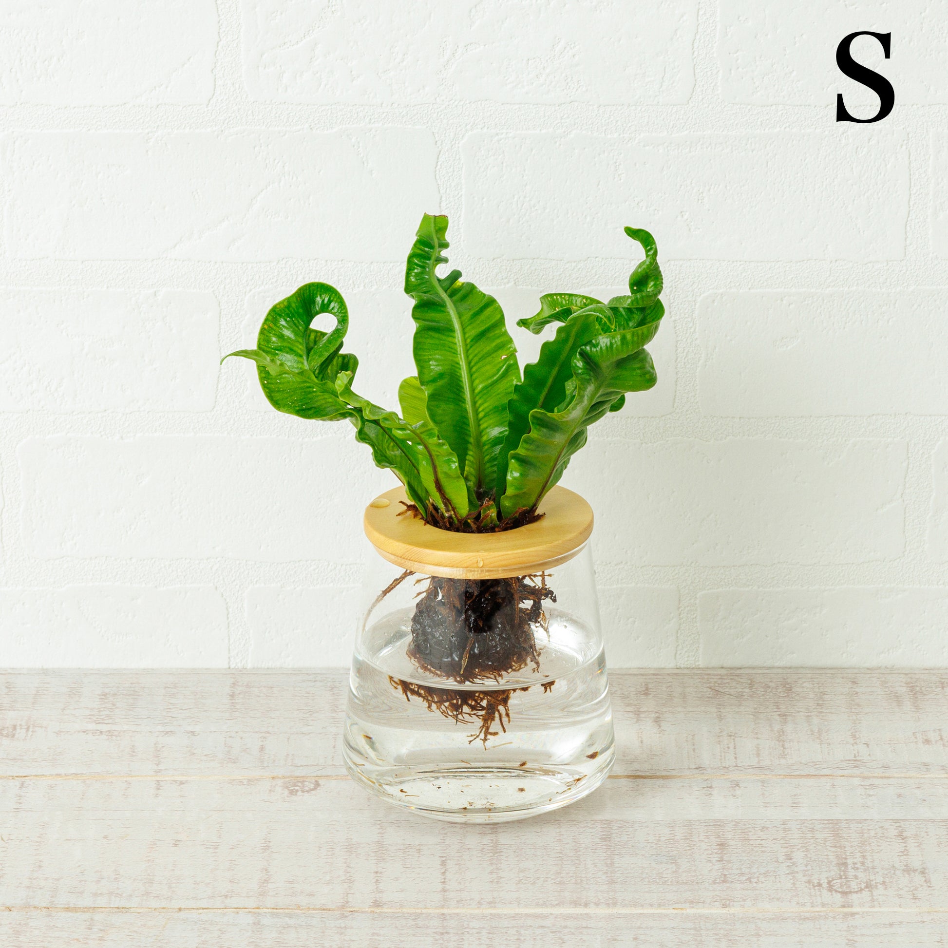 アスプレニウムの水耕栽培