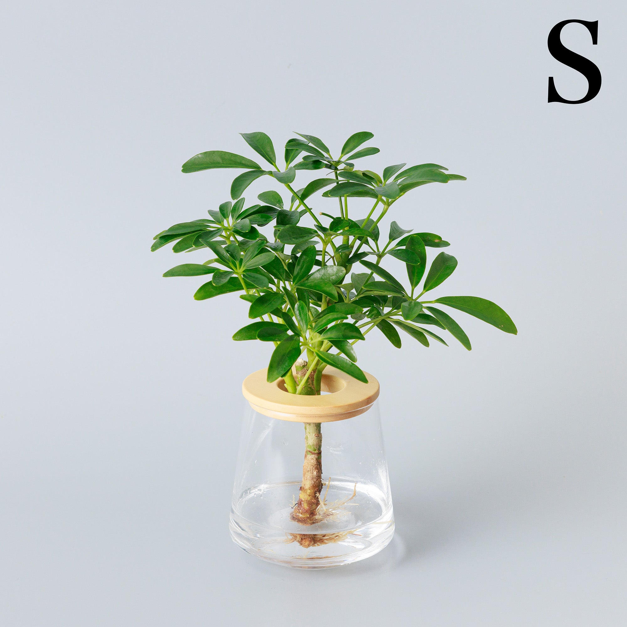 シェフレラ（カポック）｜水耕栽培の観葉植物 – WOOTANG 水耕栽培の