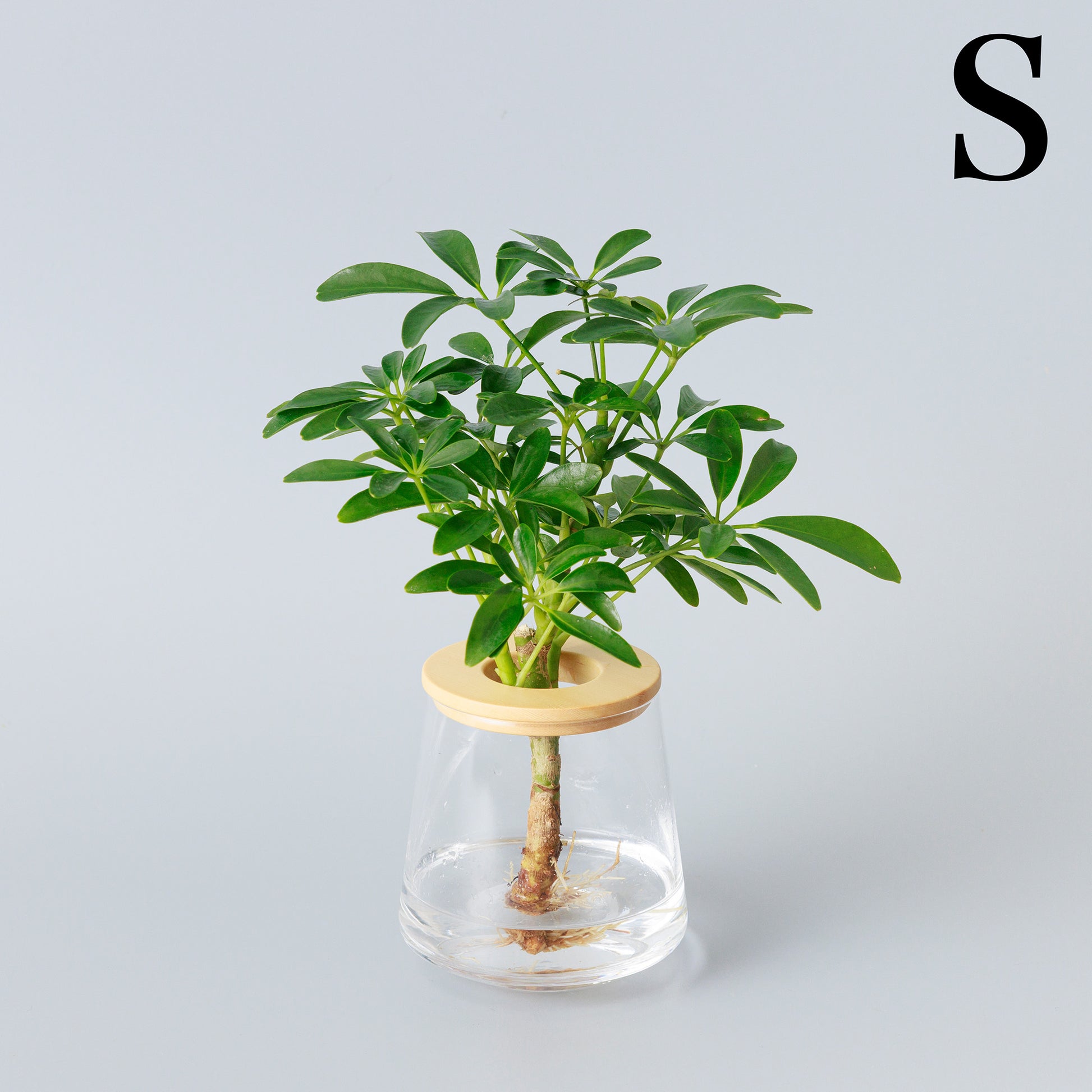 シェフレラ｜水耕栽培