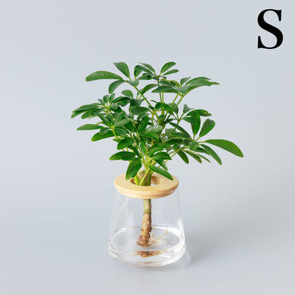 シェフレラ｜水耕栽培