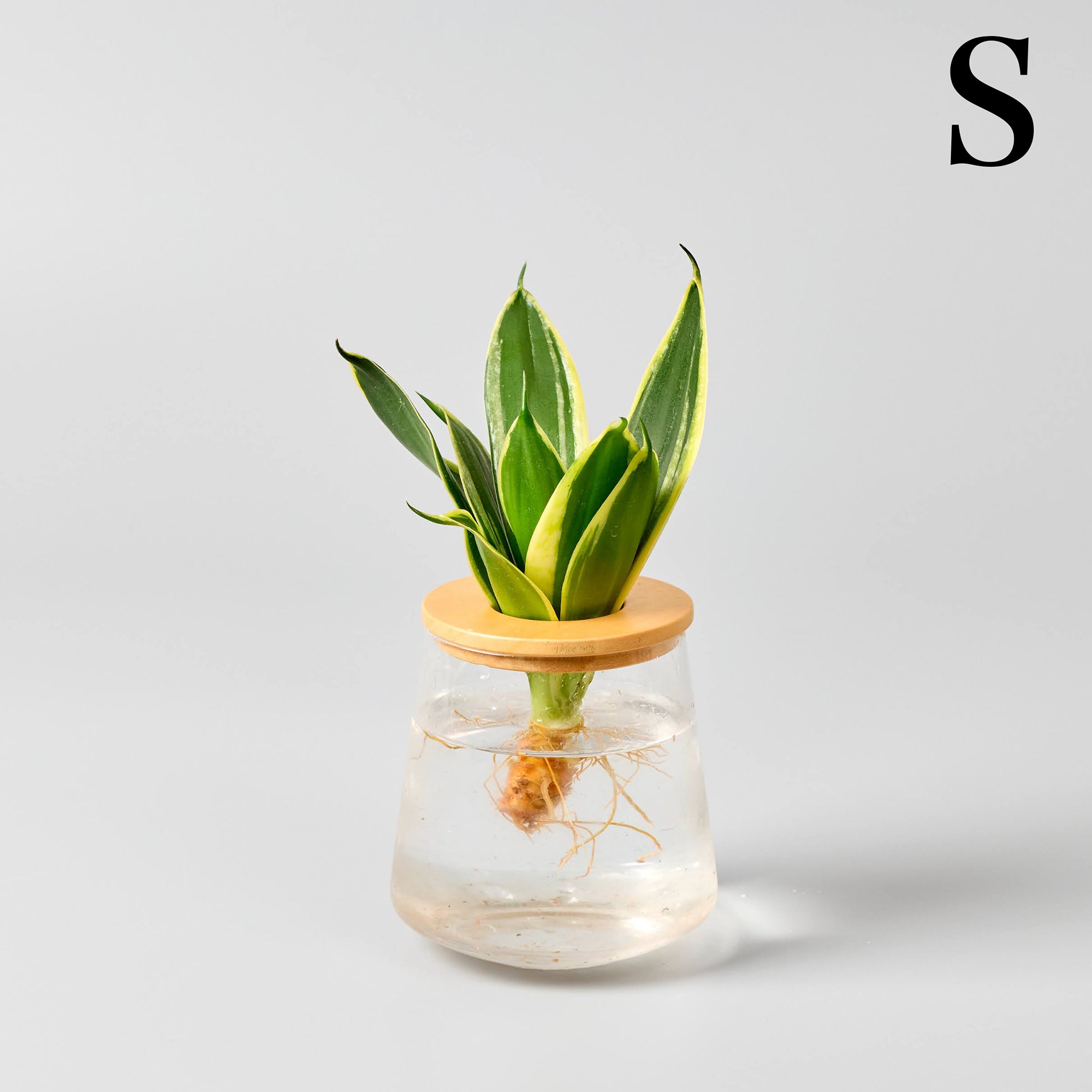 サンスベリア ハニーバニー – 観葉植物・水耕栽培の通販 WOOTANG