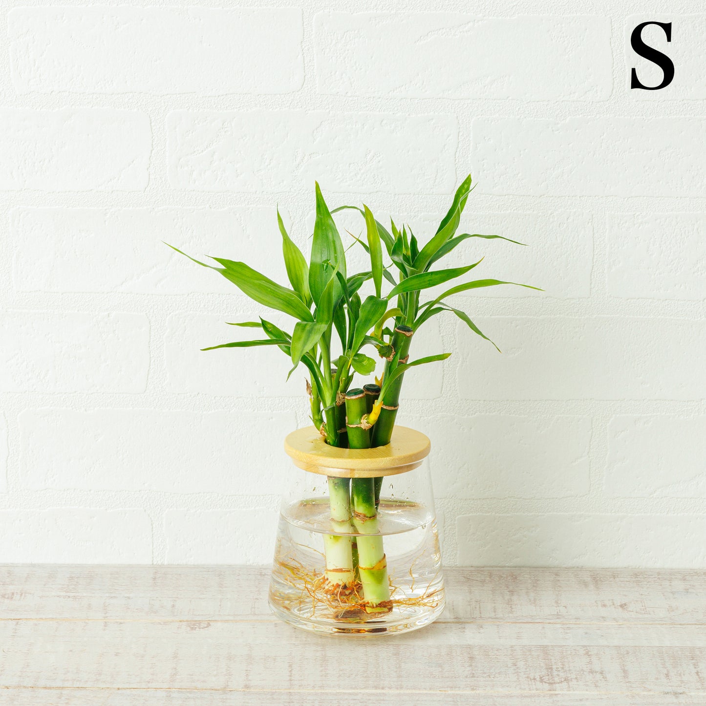 ミリオンバンブーの水耕栽培