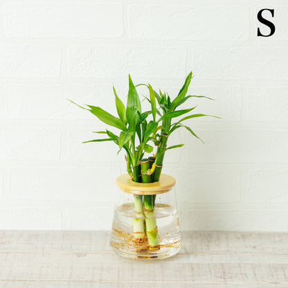 ミリオンバンブーの水耕栽培