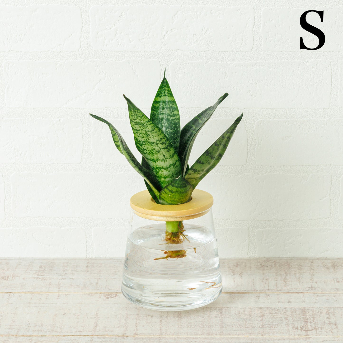 サンスベリアゼラニカの水耕栽培