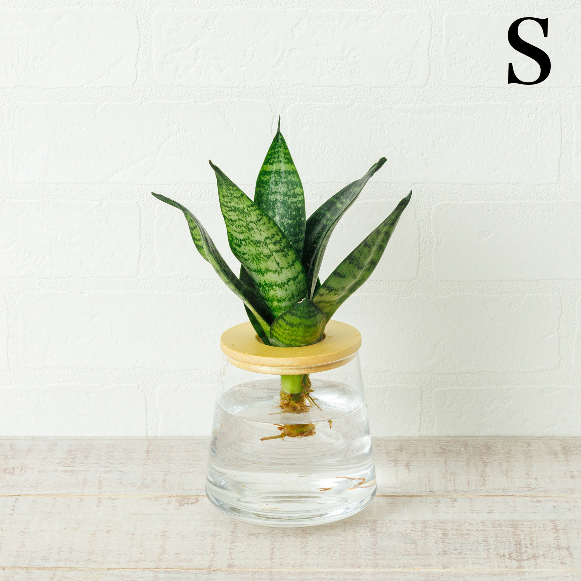 サンスベリアゼラニカの水耕栽培