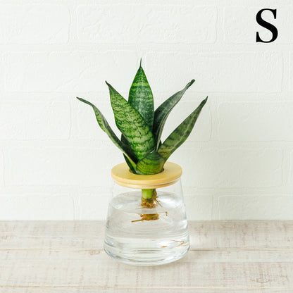 サンスベリアゼラニカの水耕栽培