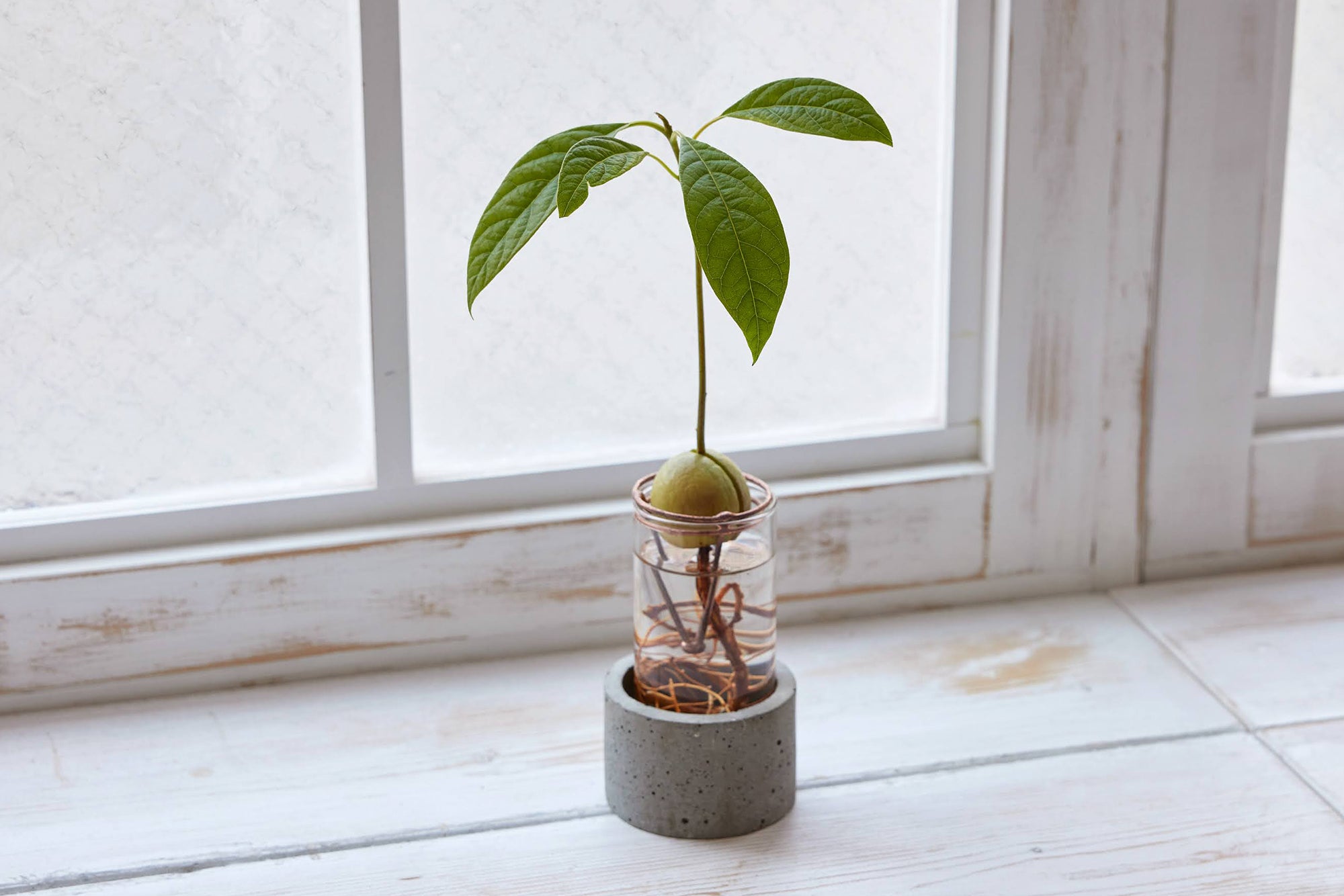 アボカド栽培Vase（限定バージョン） – 観葉植物・水耕栽培の通販 WOOTANG