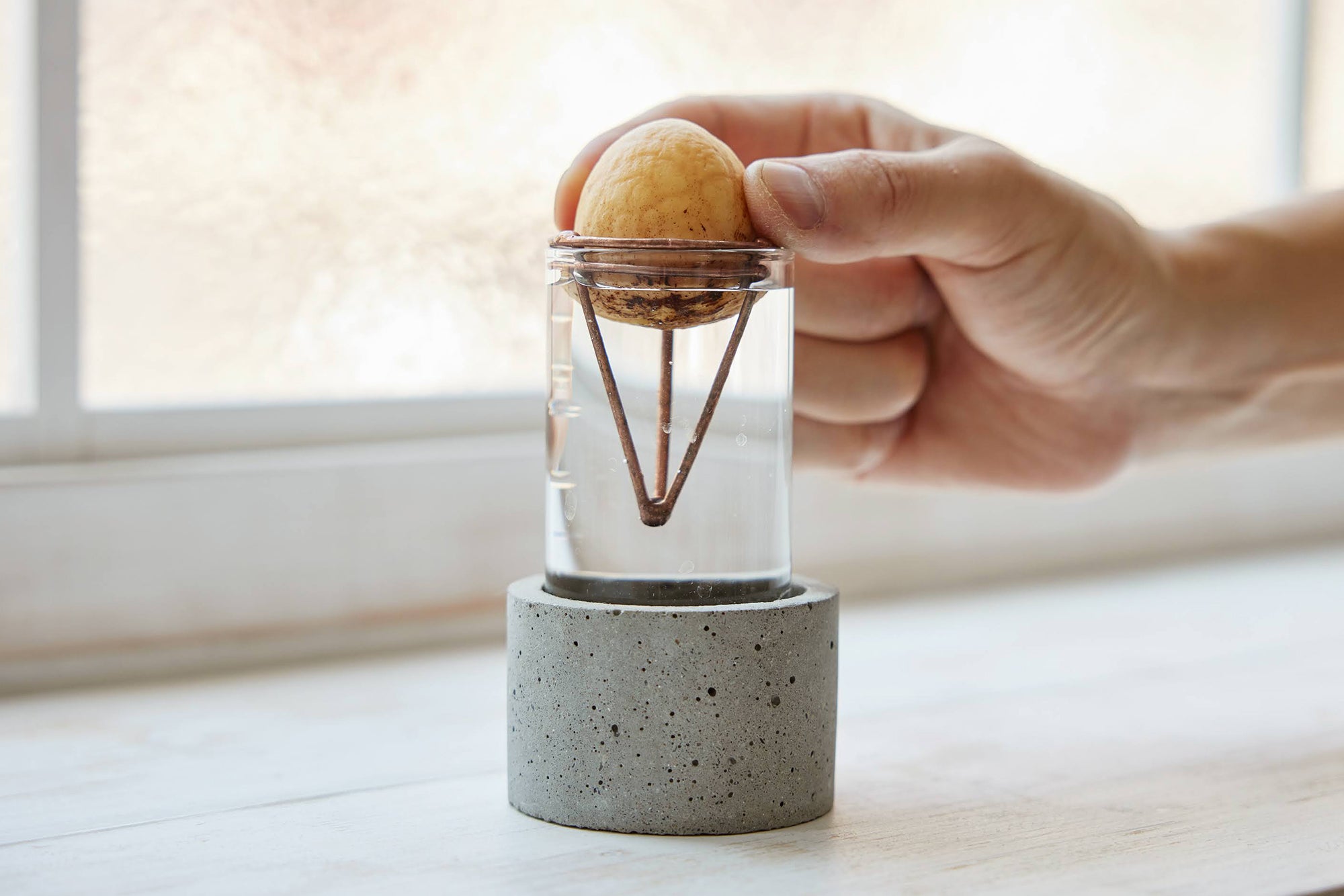 アボカドの種の水耕栽培