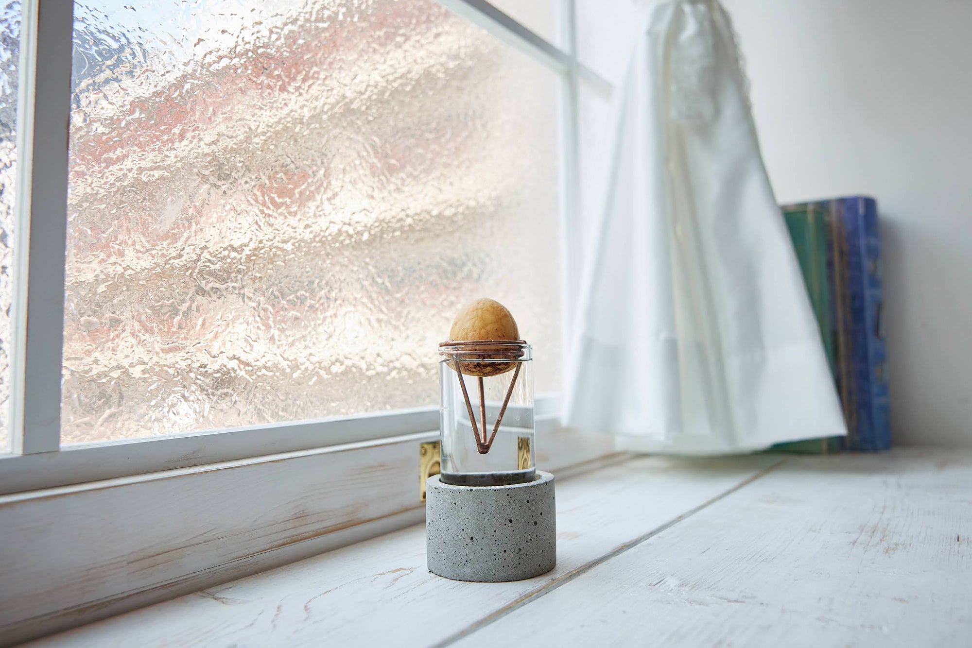 アボカドの種の水耕栽培