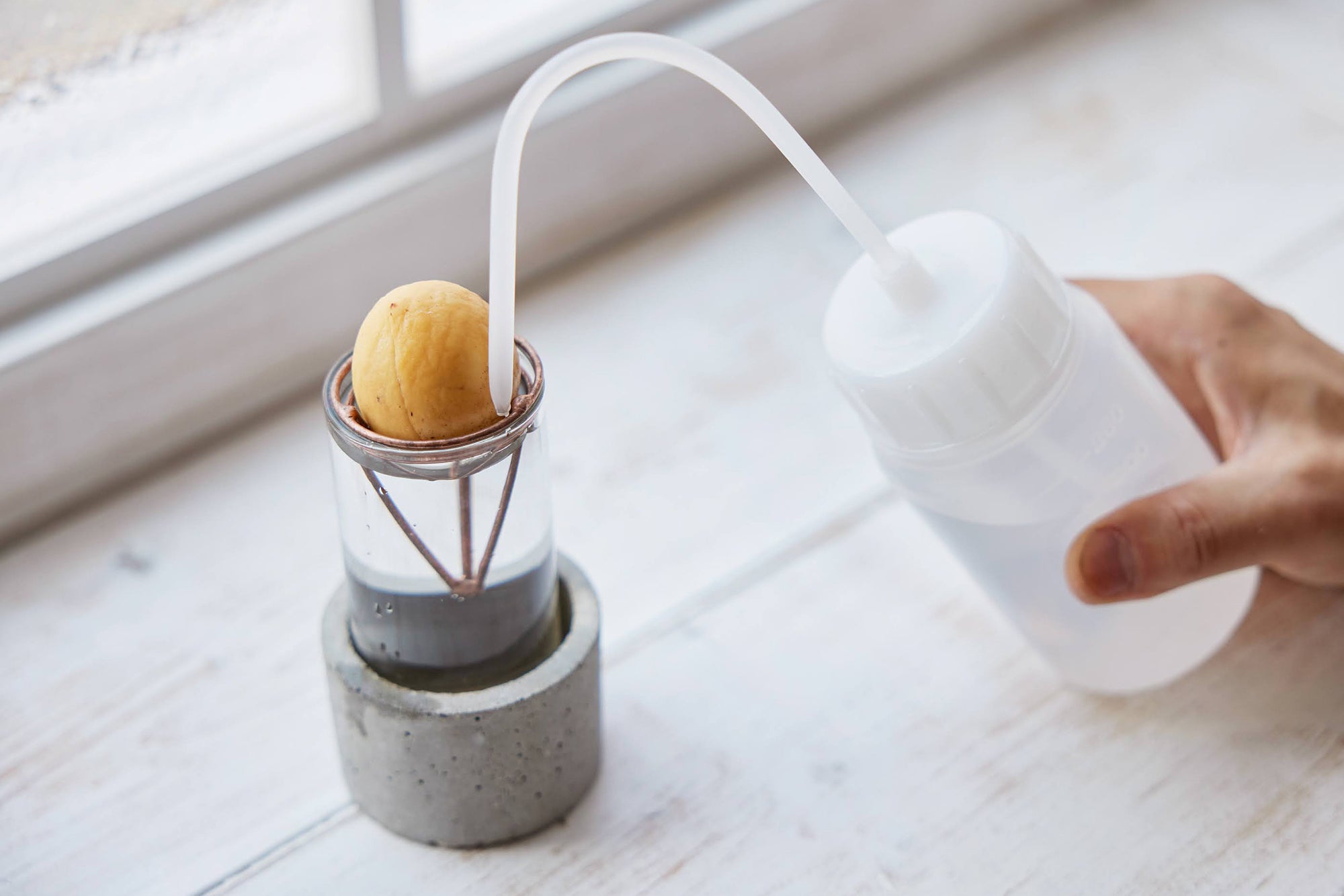 アボカドの種の水耕栽培