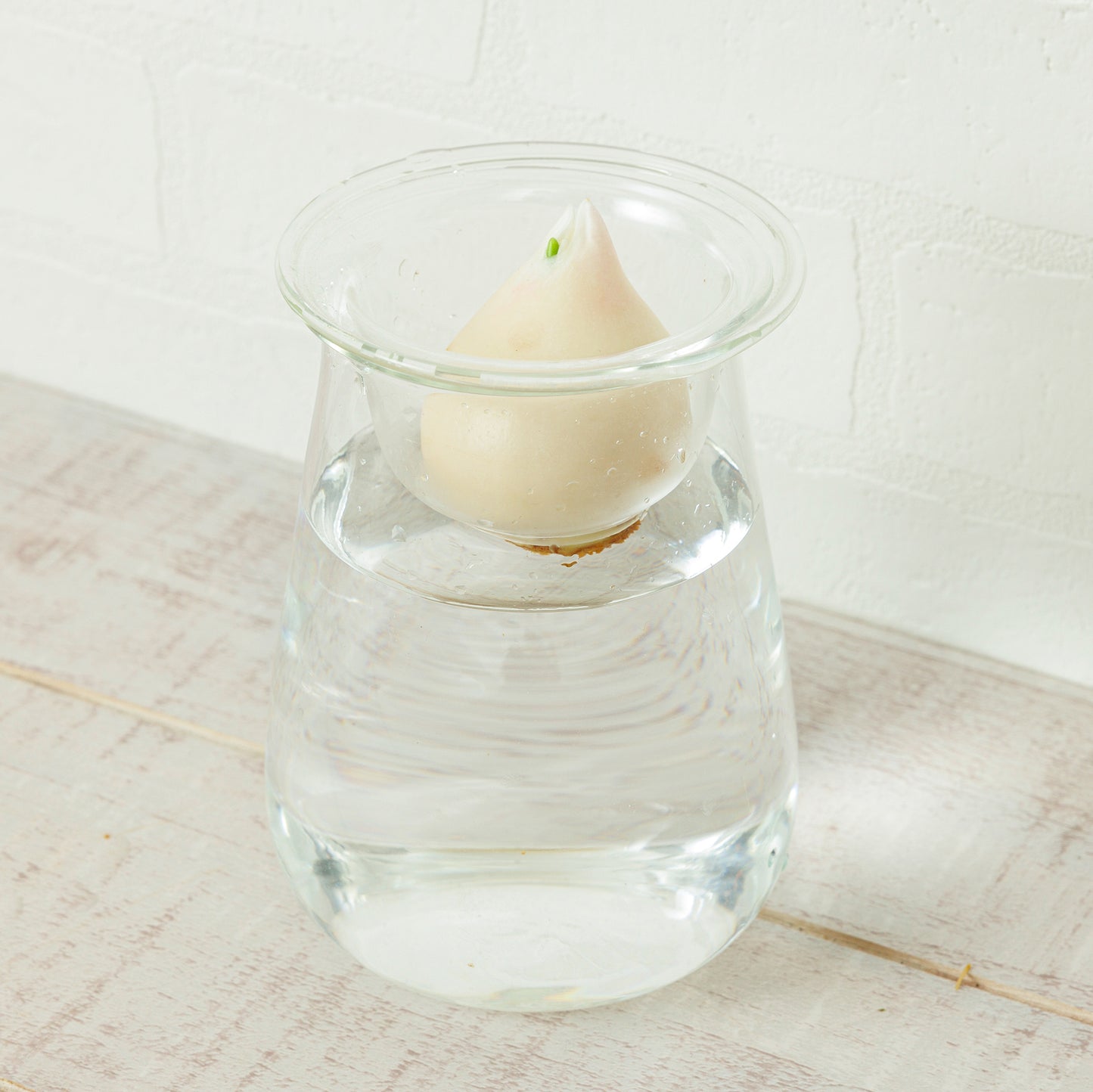 球根Vase（チューリップ球根付き）