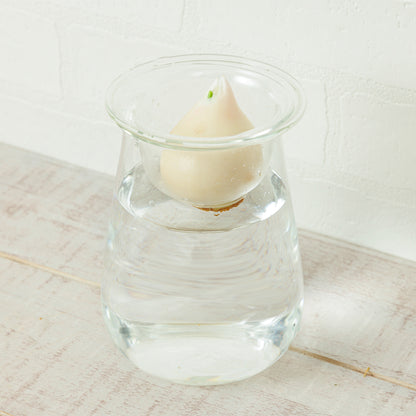 球根Vase（チューリップ球根付き）