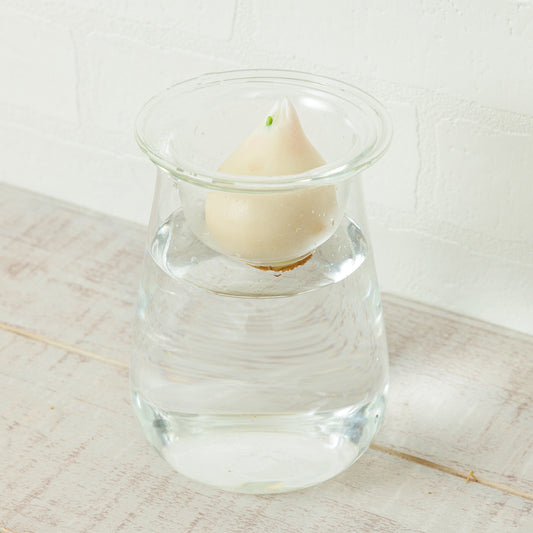 球根Vase（チューリップ球根付き）