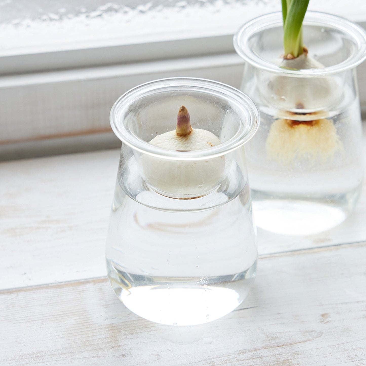 球根Vase（チューリップ球根付き）