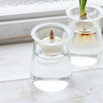 球根Vase（チューリップ球根付き）