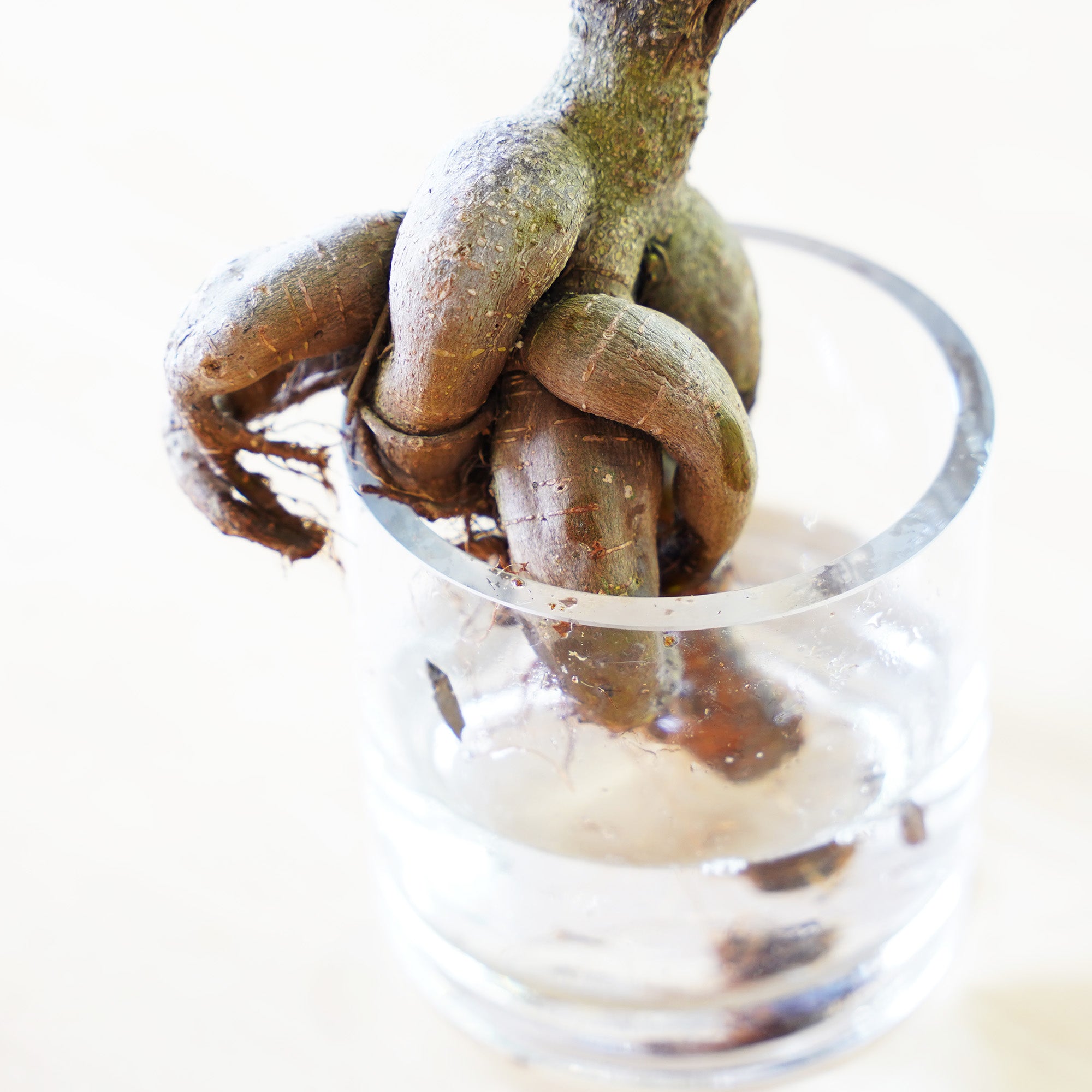 ガジュマル｜水耕栽培の観葉植物 – WOOTANG 水耕栽培の観葉植物