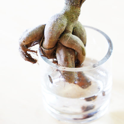 ガジュマル2L（1点もの）