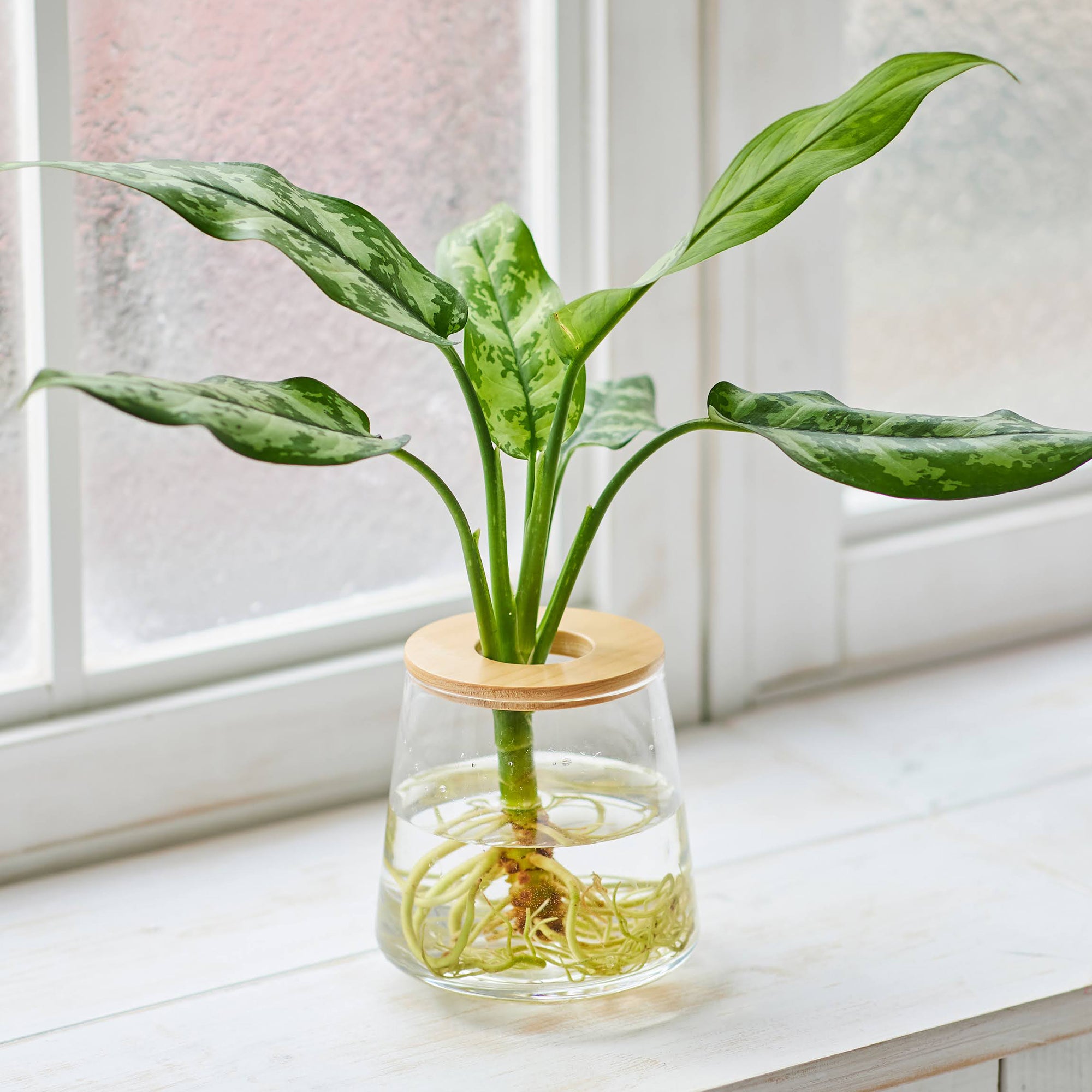 No.3【観葉植物】アグラオネマ マリア♥️ アグラオネマ マリア｜水耕栽培の観葉植物 – WOOTANG 水耕栽培の観葉植物