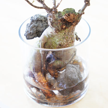 ガジュマル3L（1点もの）