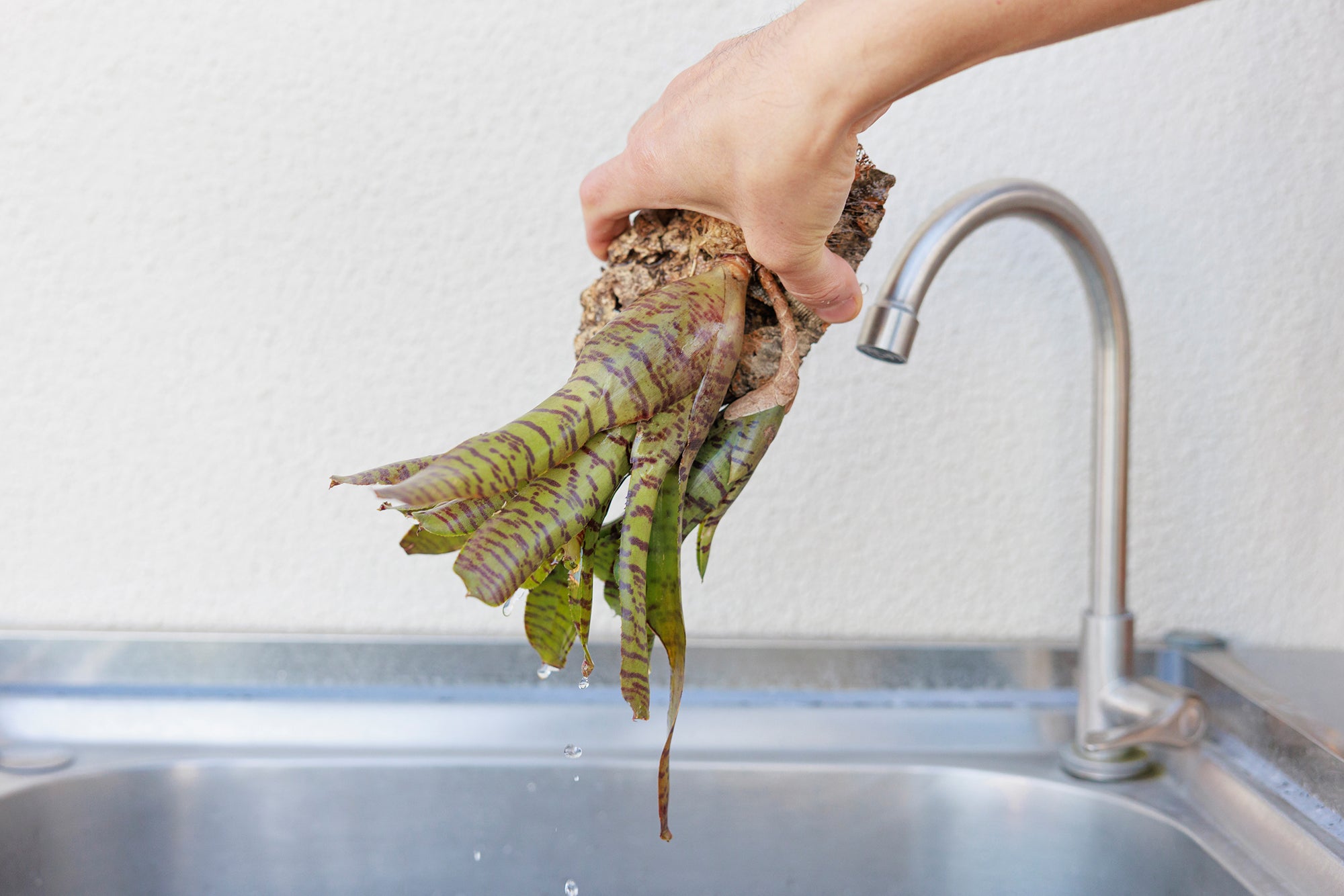 ブロメリアの育て方