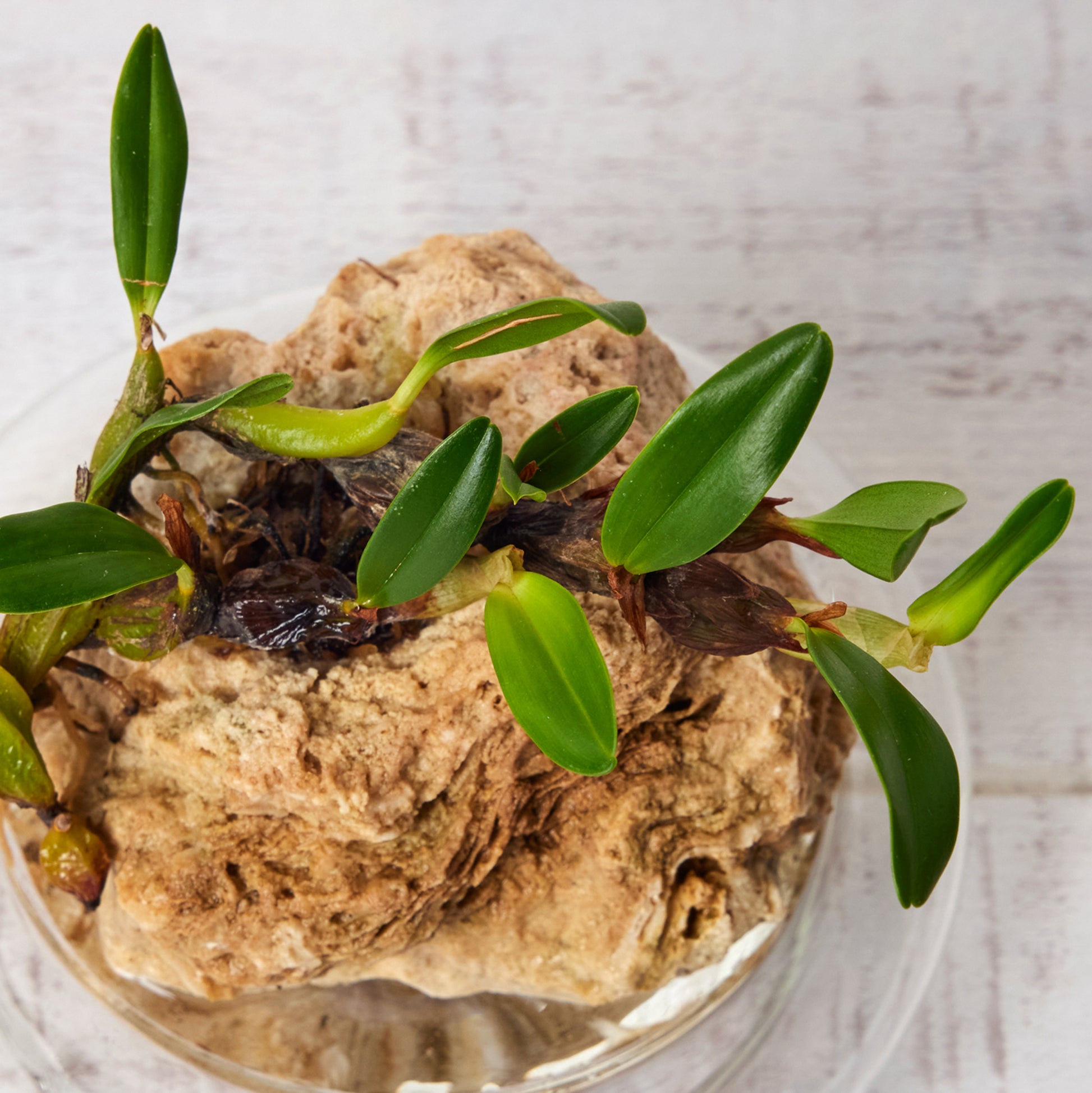 エピゲニューム ナカハラエ