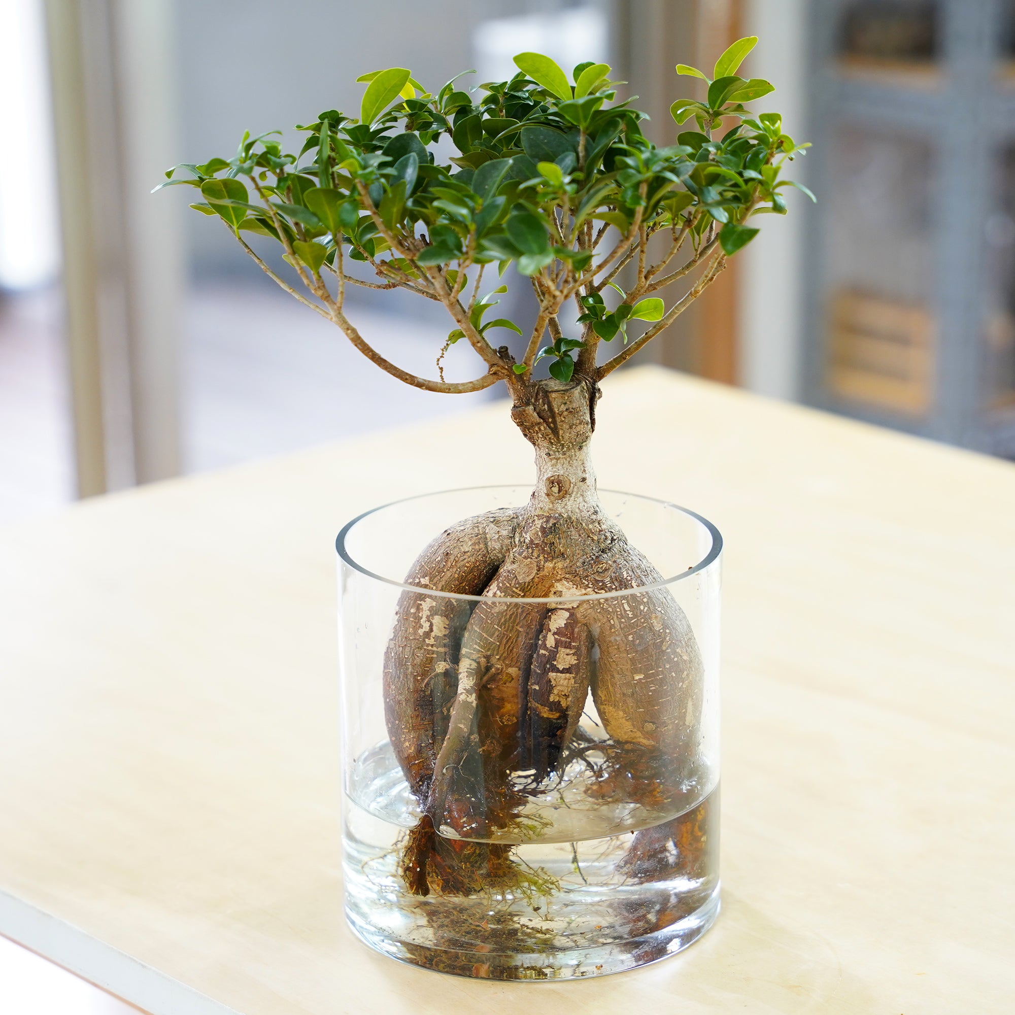 ガジュマル｜水耕栽培の観葉植物 – WOOTANG 水耕栽培の観葉植物