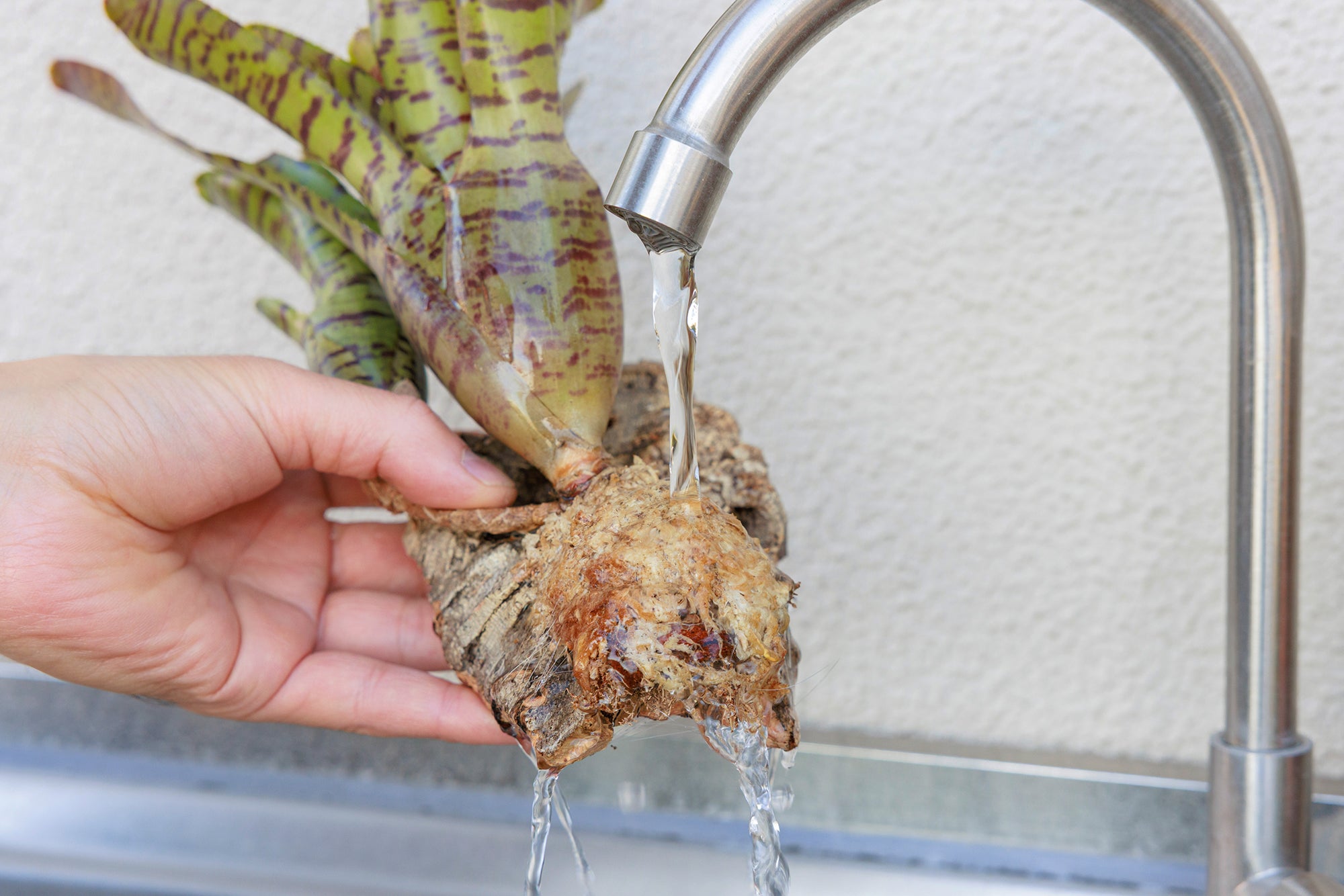 ブロメリアの育て方