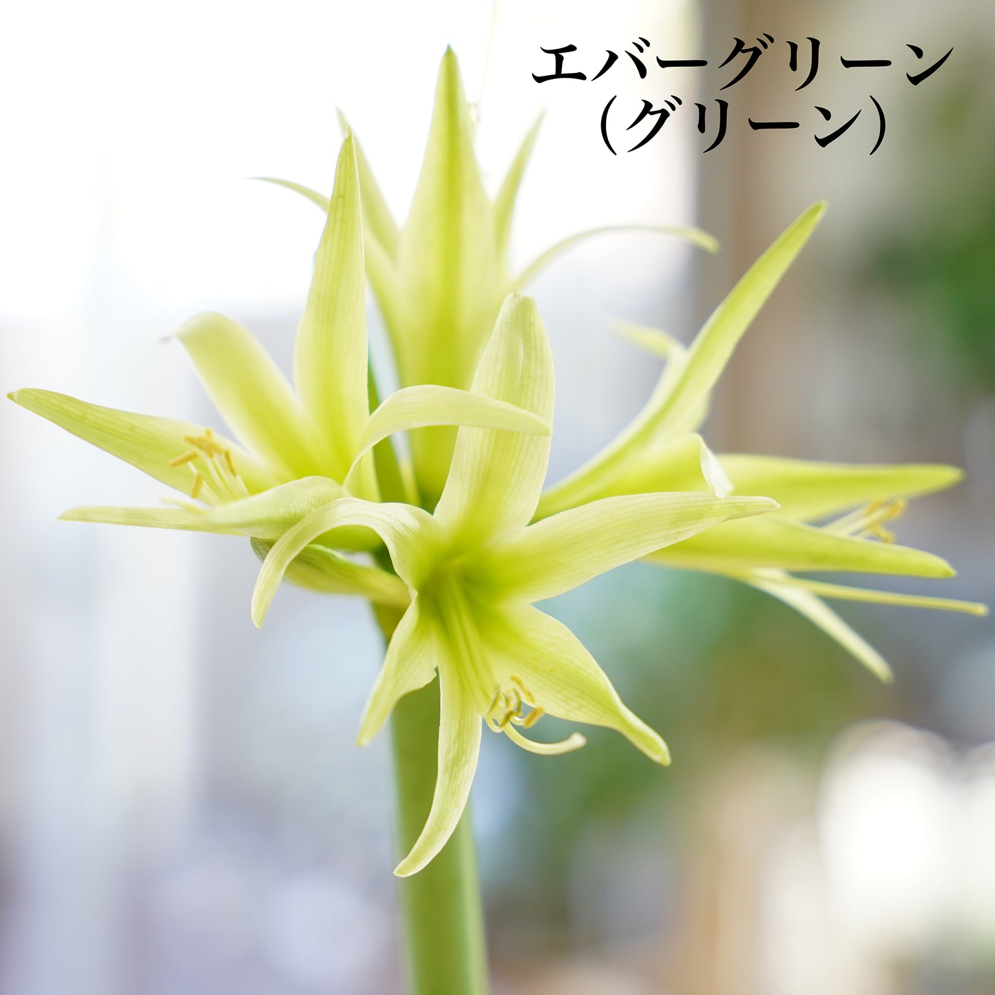 マジックアマリリス（水も土もいらない球根）