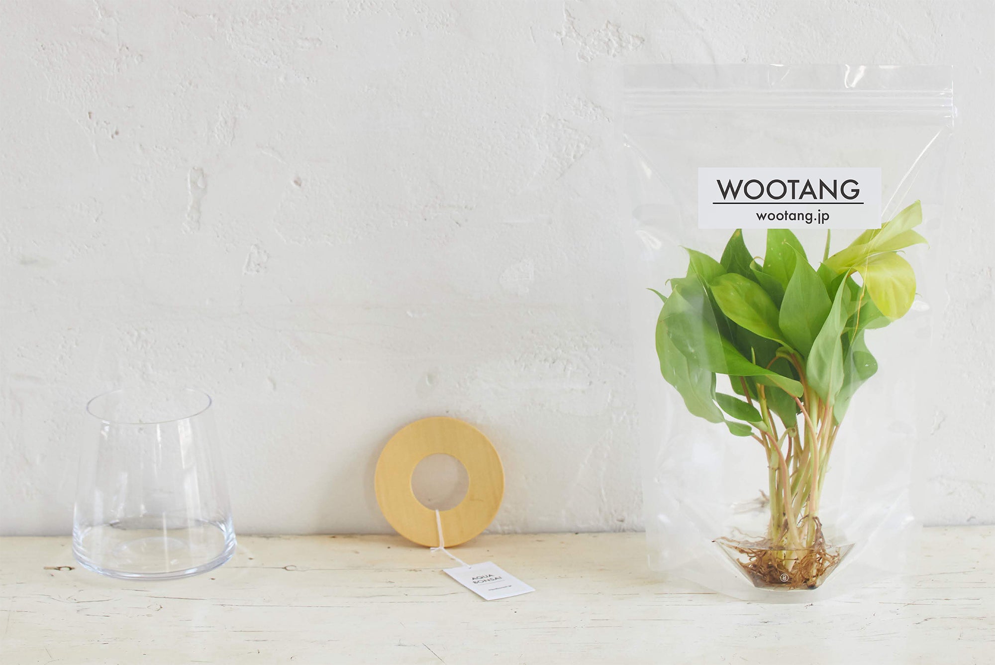 WOOTANGの水耕栽培の観葉植物