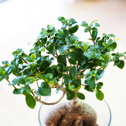 ガジュマル3L（1点もの）