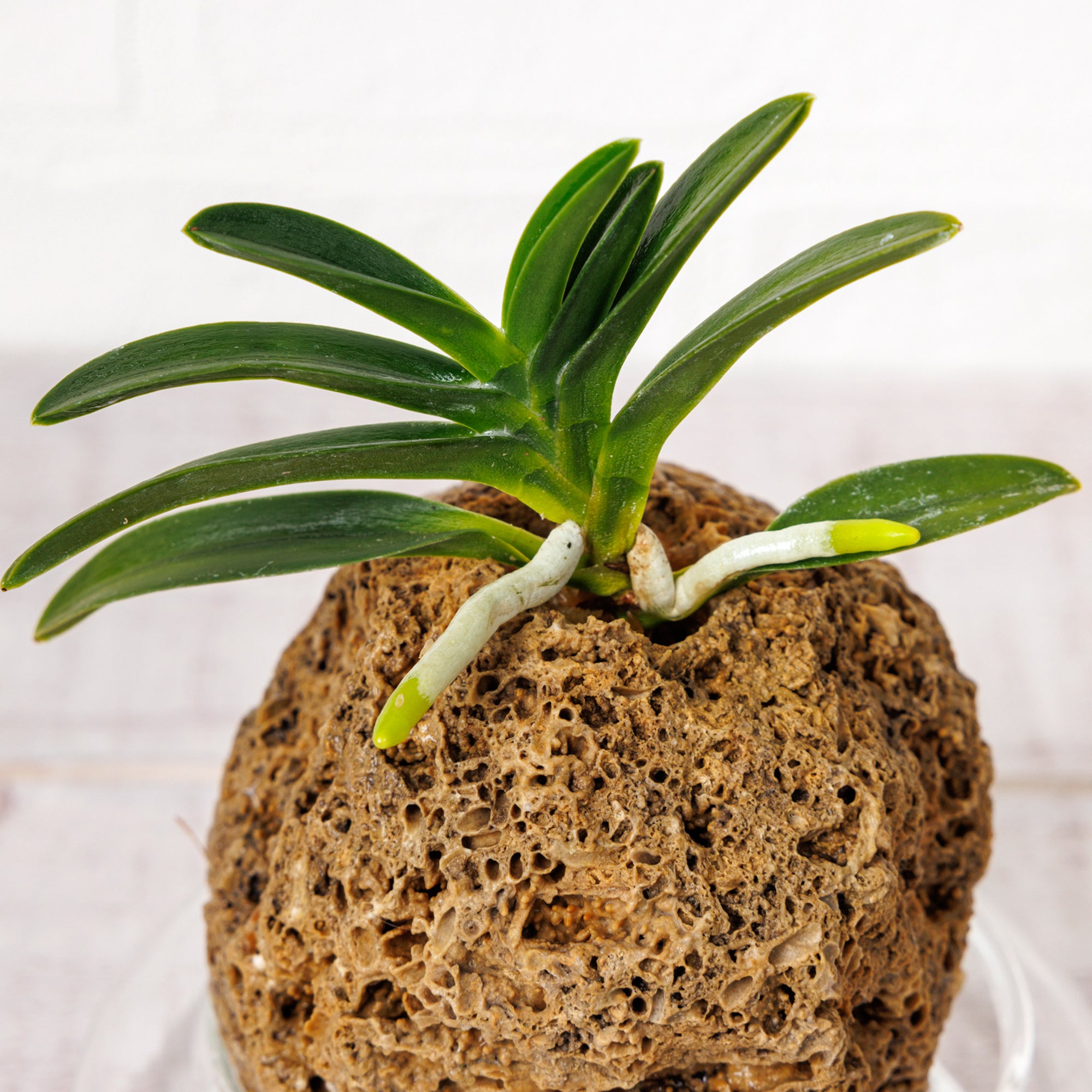 富貴蘭（フウキラン）｜水耕栽培のラン – WOOTANG 水耕栽培の観葉植物