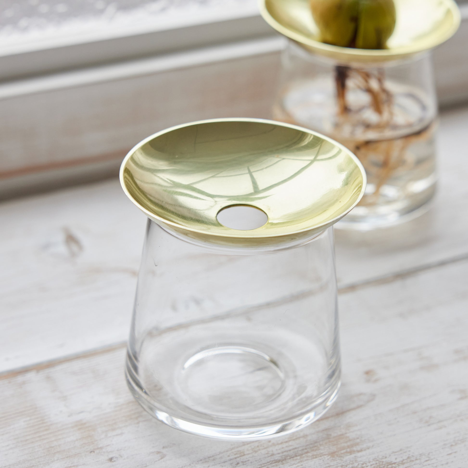 アボカドの種の水耕栽培