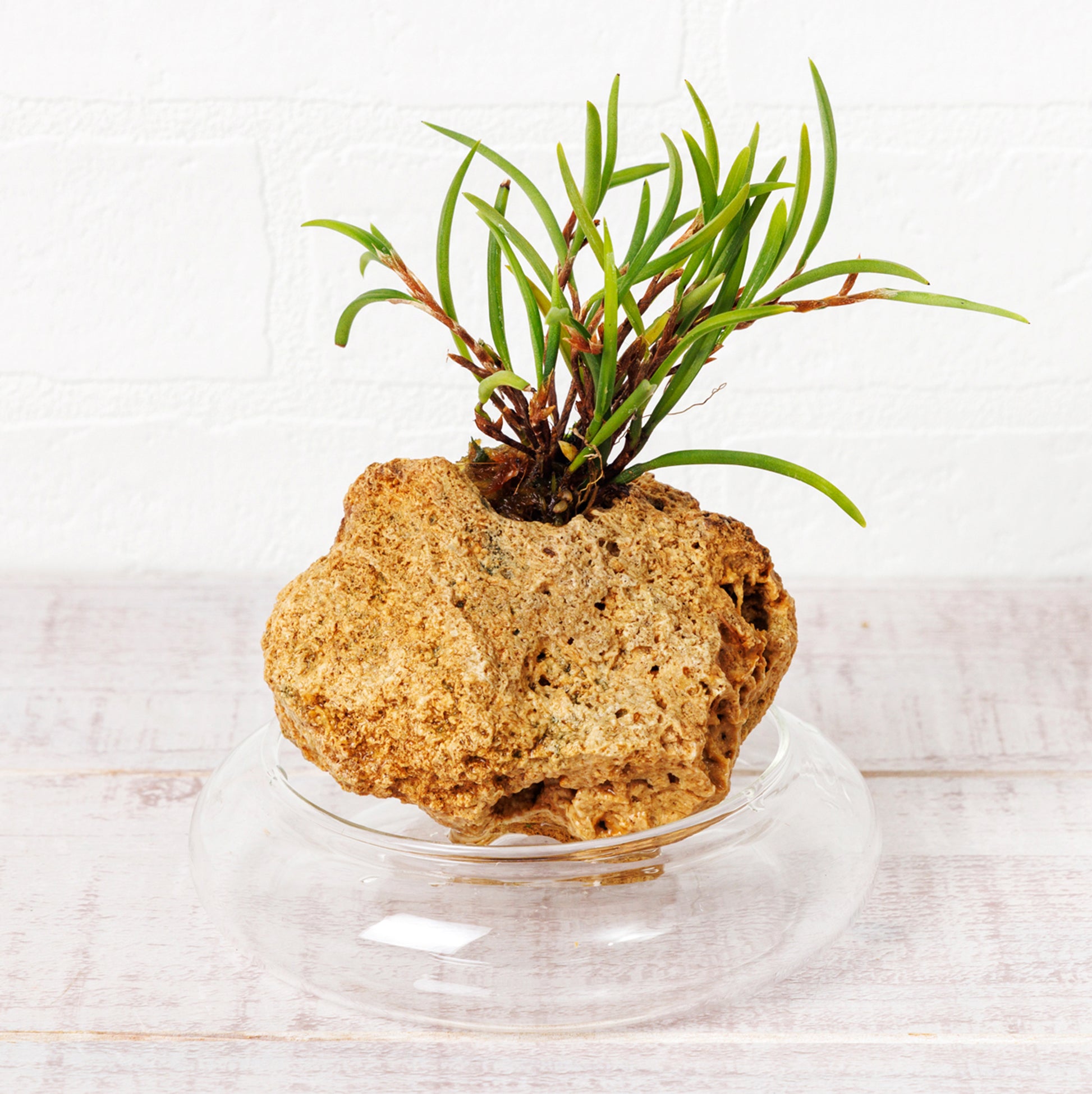 セラトスティリス フィリピネンシス