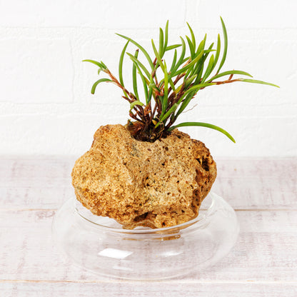 セラトスティリス フィリピネンシス