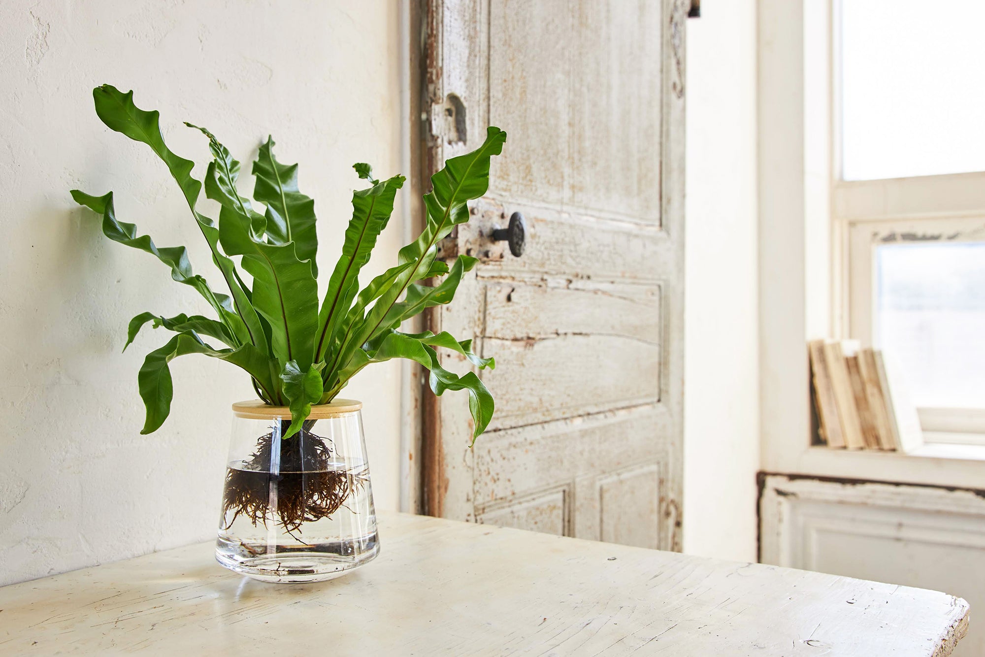 WOOTANGの水耕栽培の観葉植物を明るい場所で育てている様子