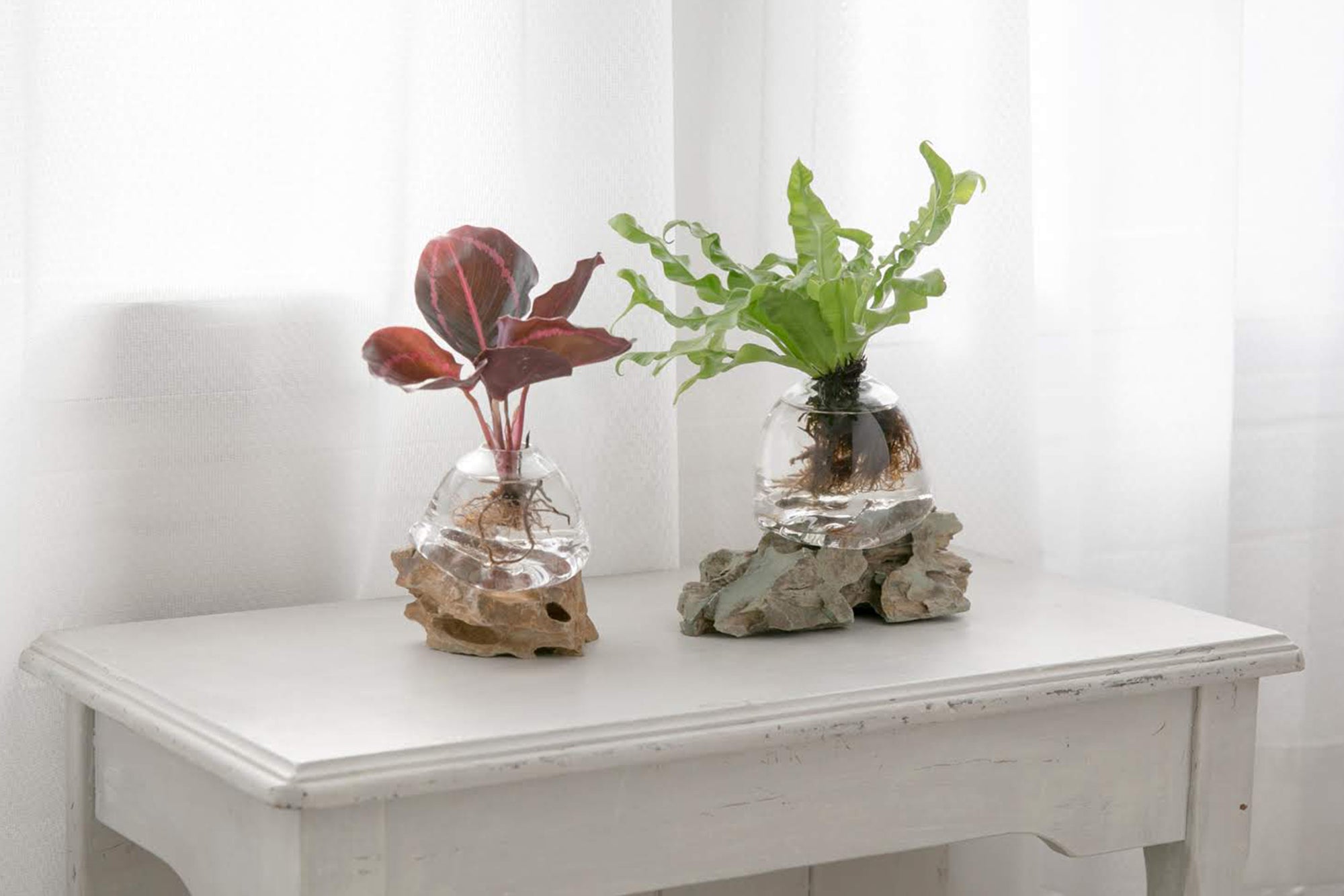オリジナル植物Vase（石-9） – 観葉植物・水耕栽培の通販 WOOTANG