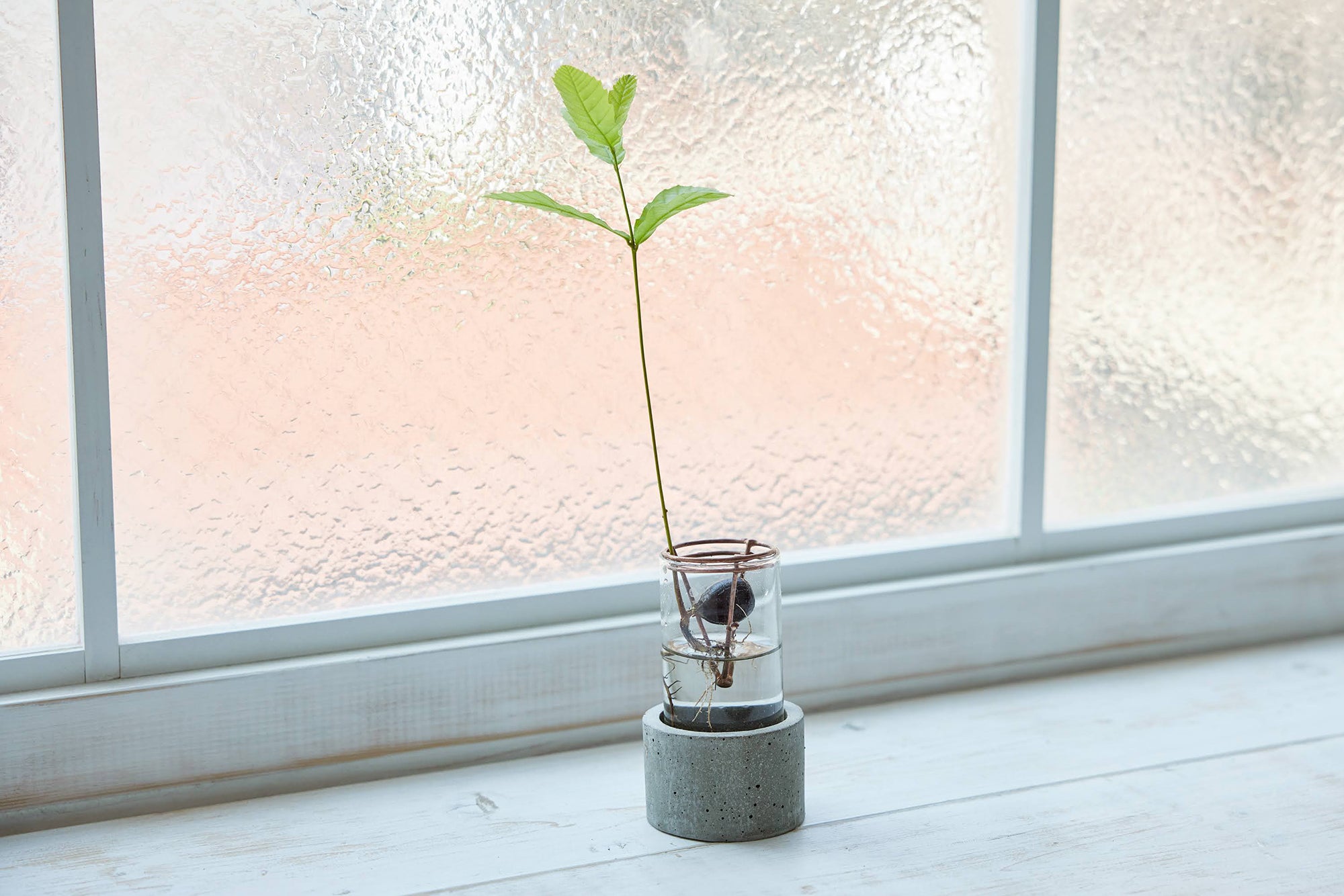どんぐりの種の水耕栽培