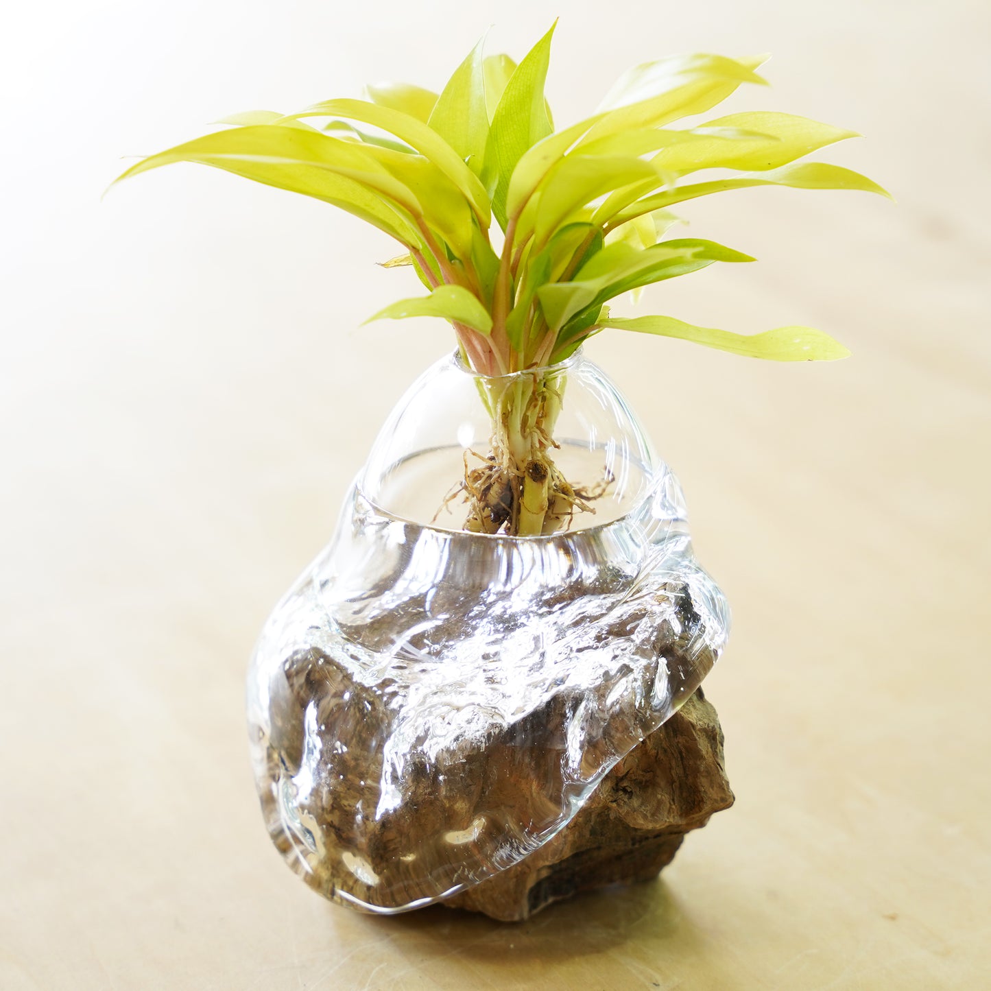 オリジナル植物Vase（石-6）