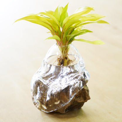 オリジナル植物Vase（石-6）