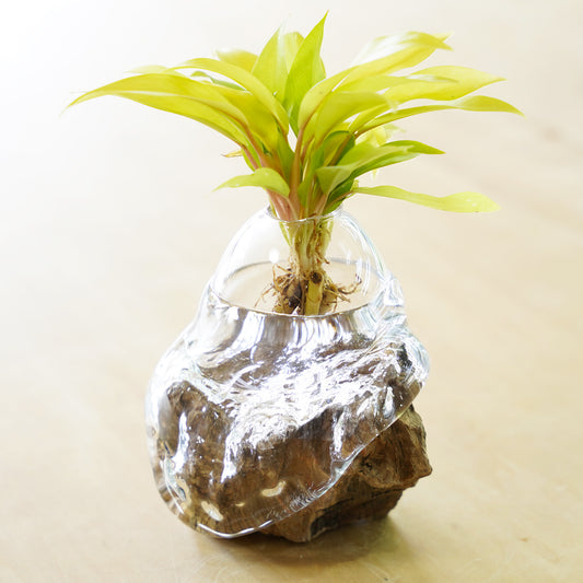 オリジナル植物Vase（石-6）