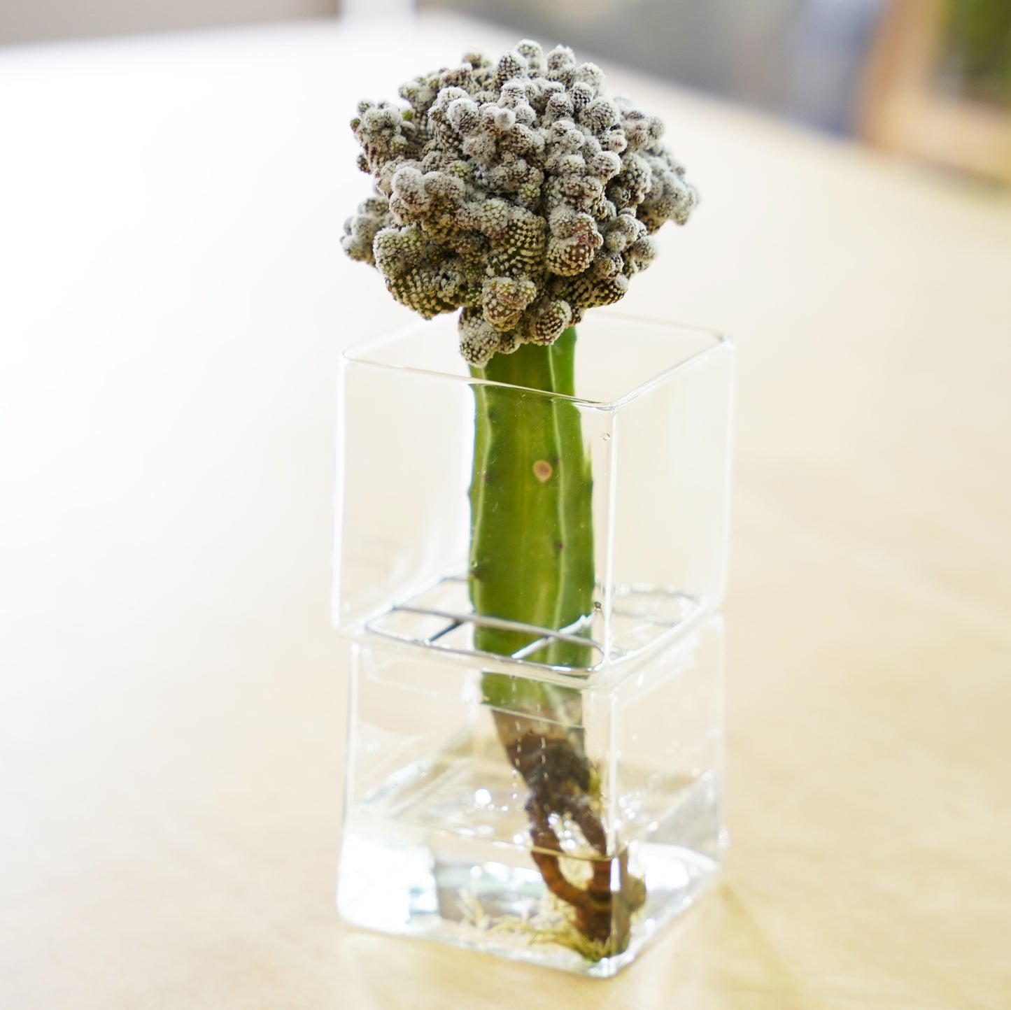 コピアポア テヌイシマ