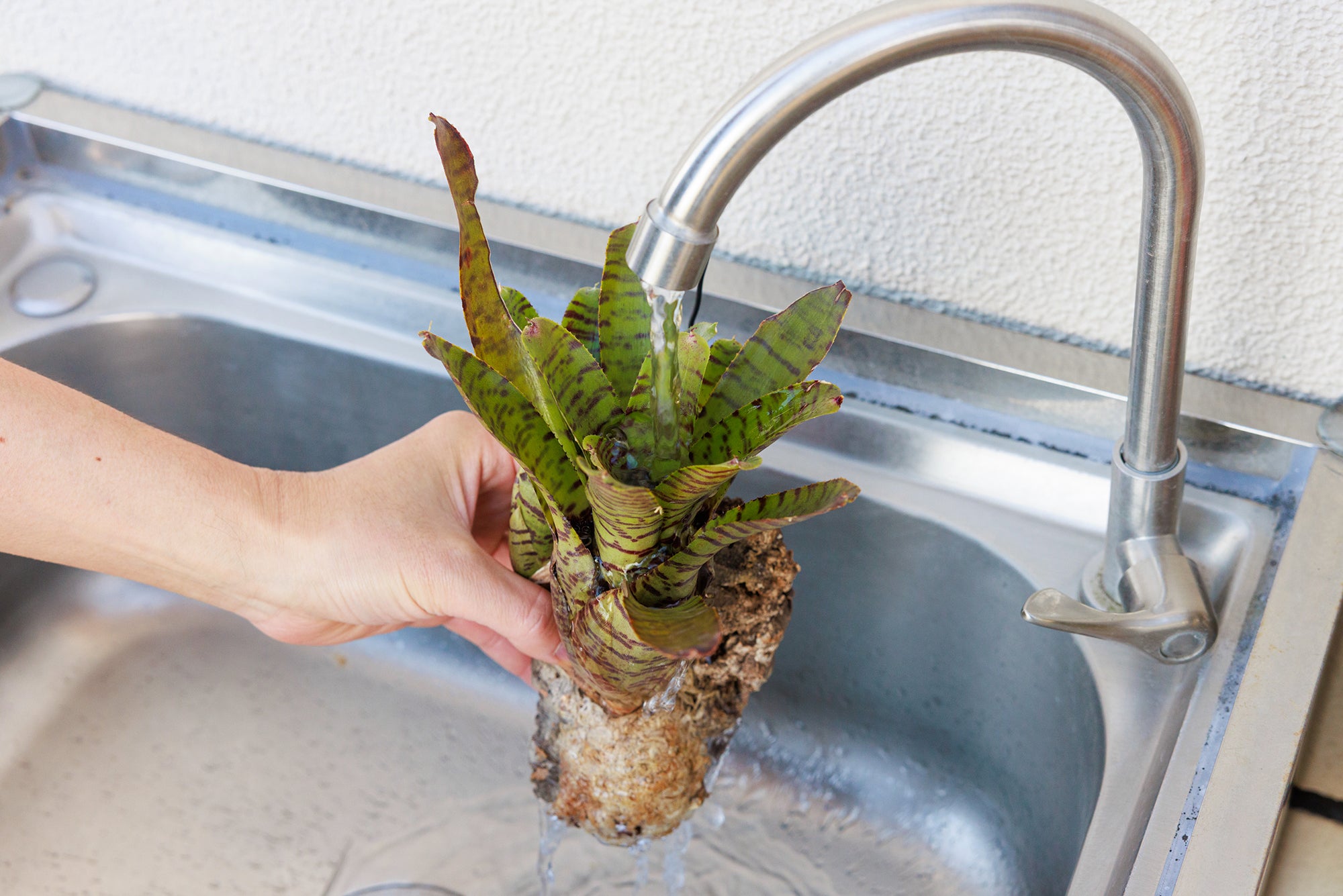 ブロメリアの育て方