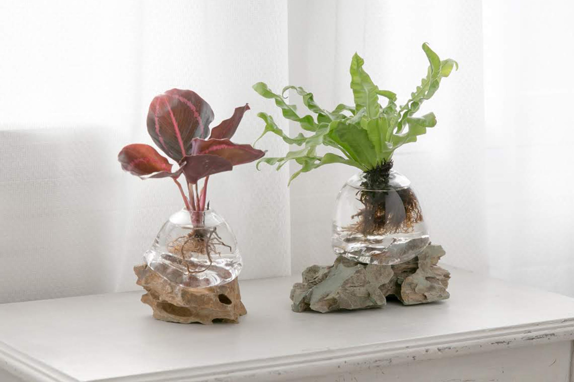 オリジナル植物Vase（石-9）｜観葉植物の水耕栽培 – WOOTANG 水耕栽培