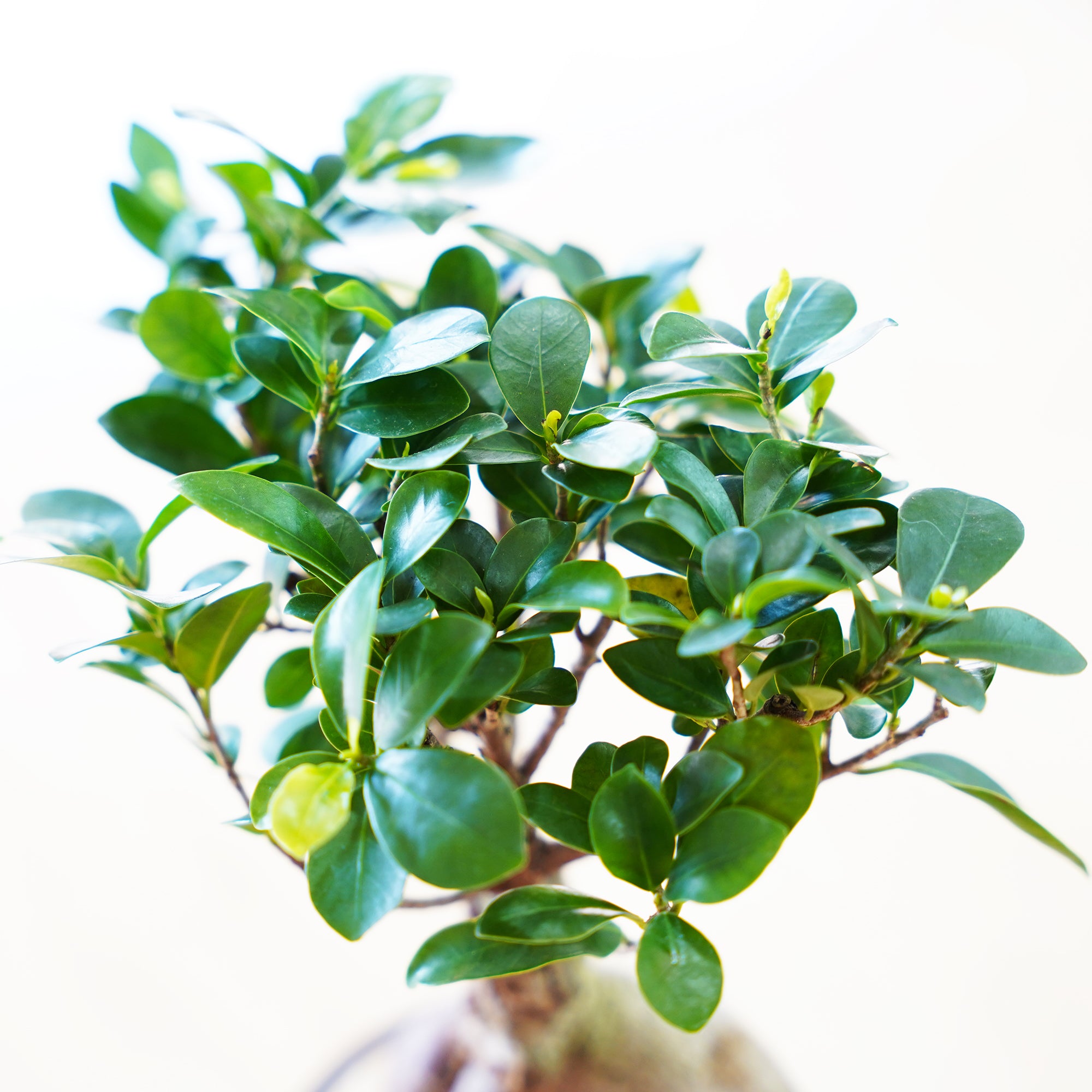 ガジュマル｜水耕栽培の観葉植物 – WOOTANG 水耕栽培の観葉植物